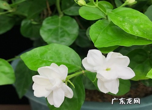 茉莉花叶片发黄还招虫该如何解决