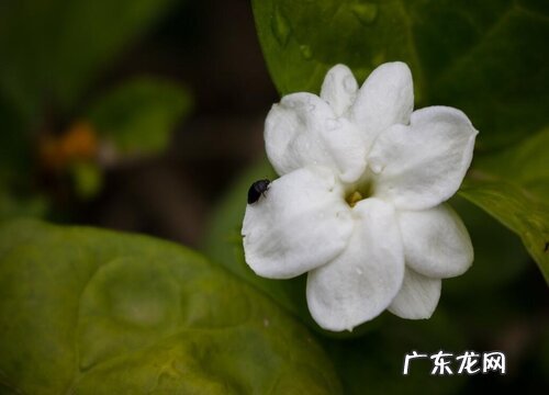 茉莉花叶片发黄还招虫该如何解决