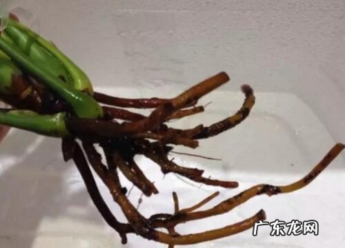 红掌烂根怎么办