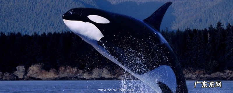 鲸鱼和海豚有什么不同,附鲸鱼的分类