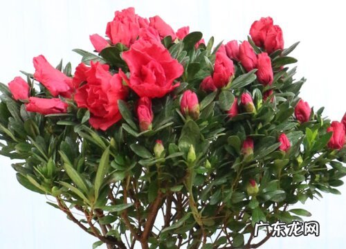 夏季怎么养护杜鹃花生长旺盛