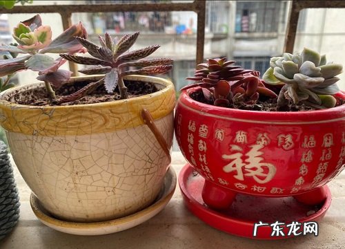 不死鸟冬天会冻死吗