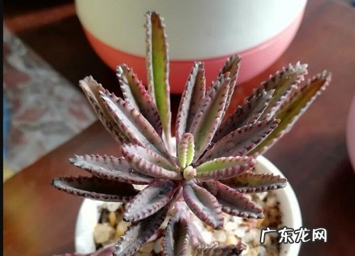 不死鸟冬天会冻死吗