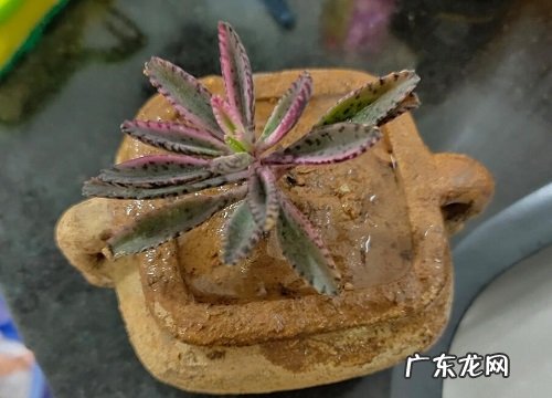 不死鸟冬天会冻死吗