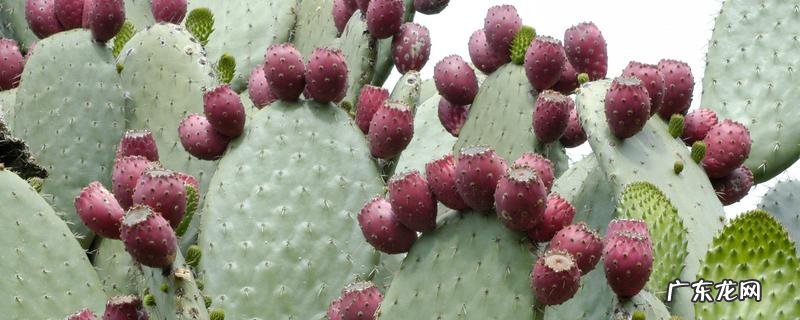 仙人掌的果实能不能吃,多久才结果