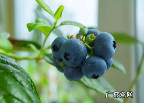 西昌有什么水果