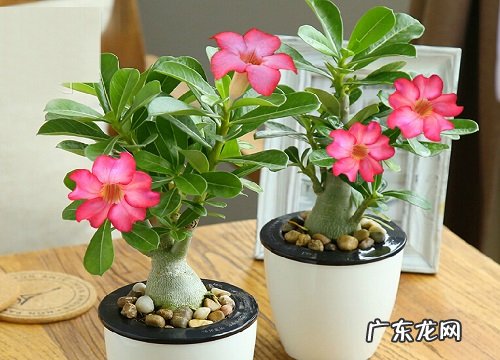 沙漠玫瑰开爆盆有哪些养护要点