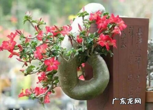 沙漠玫瑰开爆盆有哪些养护要点