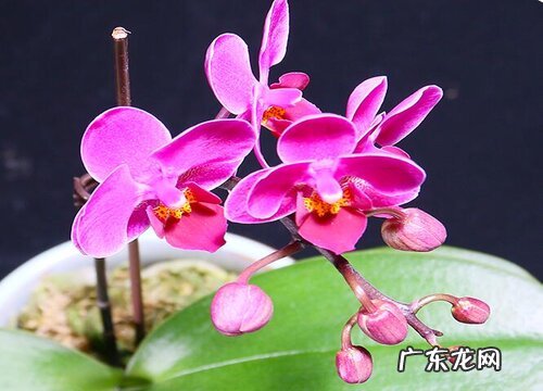 用什么油养护兰花根系生长好