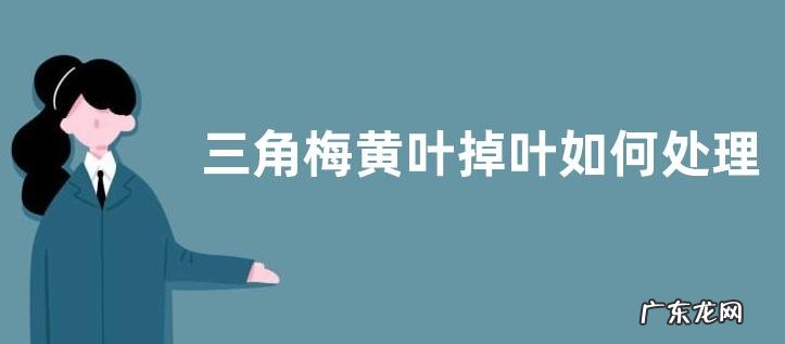 三角梅黄叶掉叶如何处理