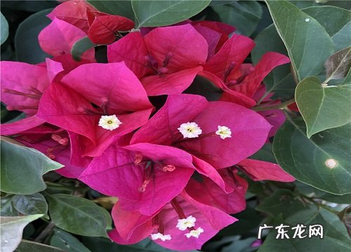 三角梅黄叶掉叶如何处理