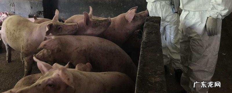 猪瘟可以通过空气传播吗，发生猪瘟怎么应对