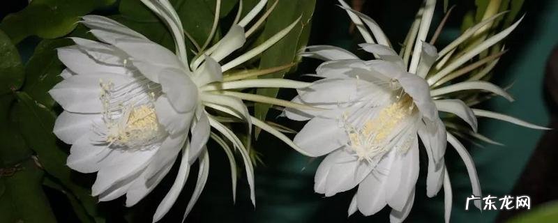 火龙果花和昙花有什么不同，从科属、外形特征上来区分