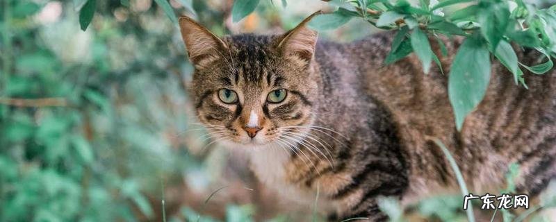 幼崽狸花猫的价格大概多少,长多大才认主人