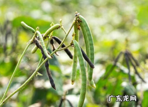 绿豆种植时间和方法