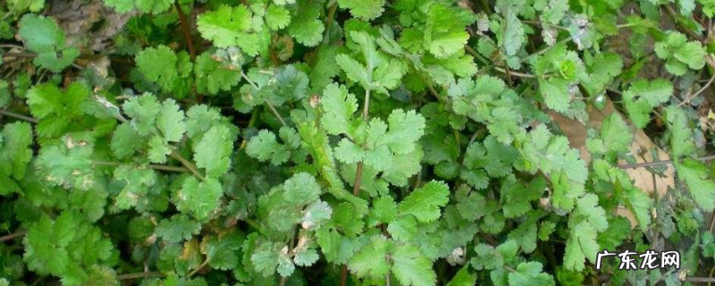芫须菜是不是香菜,香菜有什么价值