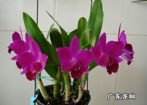 卡特兰一年开几次花