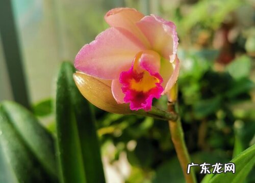 卡特兰一年开几次花