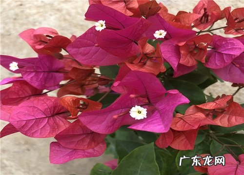 如何室内养殖三角梅