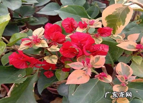 如何室内养殖三角梅