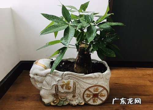 发财树要晒太阳吗 可以直接晒太阳吗