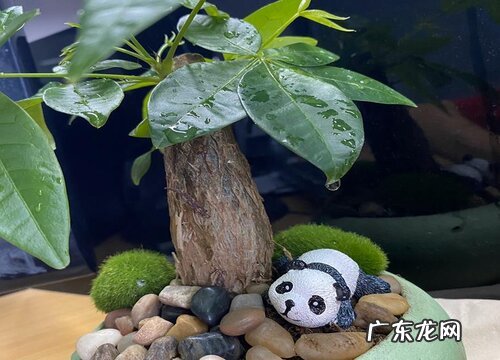 发财树要晒太阳吗 可以直接晒太阳吗