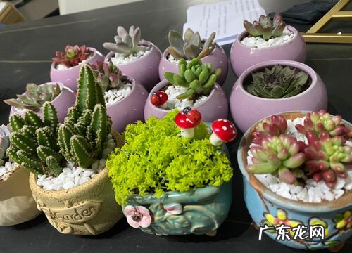 夏季如何判断多肉进入休眠期