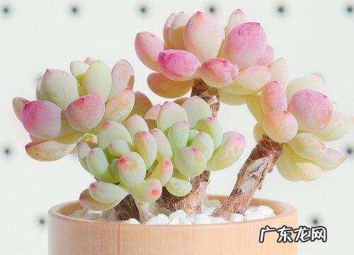 夏季如何判断多肉进入休眠期