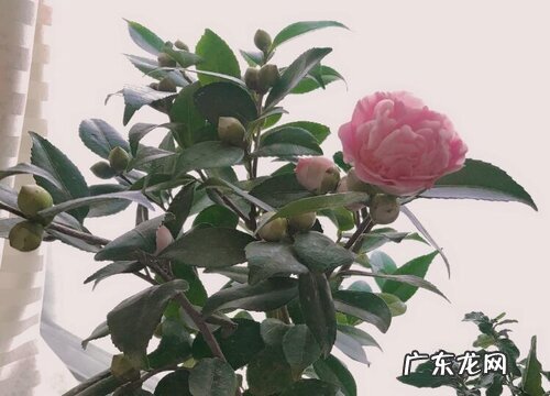 茶花染上病害该怎么救治