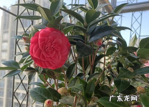 茶花染上病害该怎么救治
