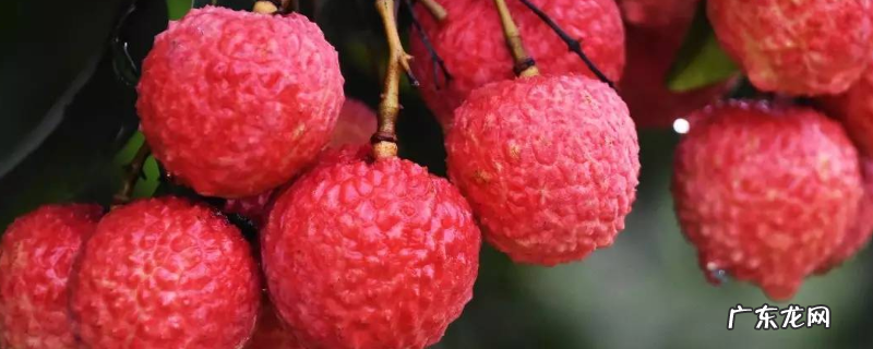 荔枝开花结果需要几年，荔枝树怎样养护