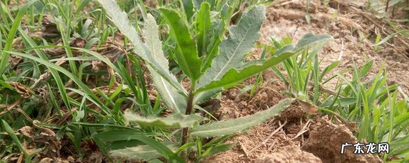 草和菜有什么区别,附草和菜的基本介绍