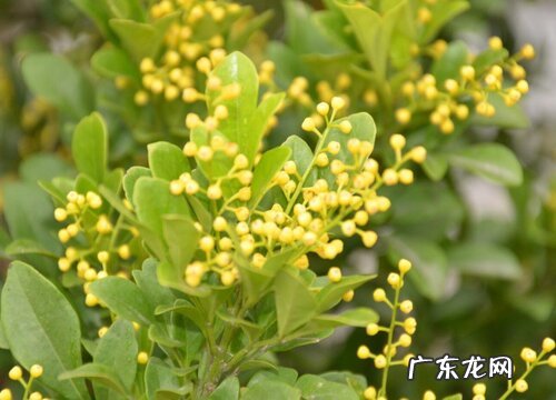 米兰花怎么施肥花开爆盆