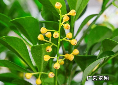 米兰花怎么施肥花开爆盆