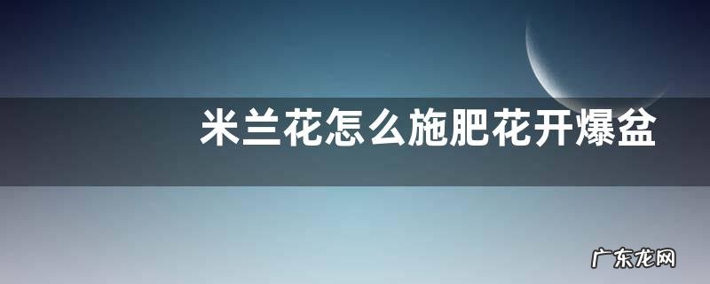 米兰花怎么施肥花开爆盆