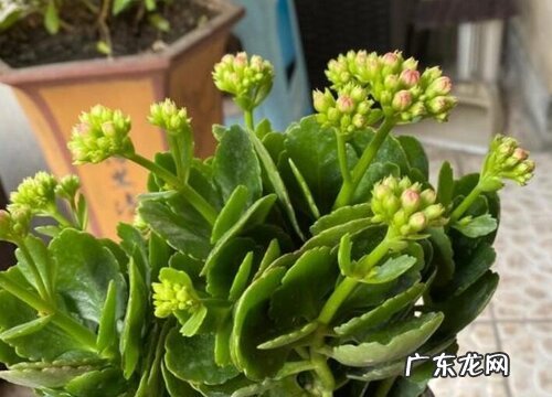 长寿花出现烂根后怎么避免死亡