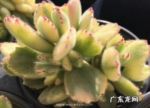 三月扦插的多肉熊童子如何养护状态好