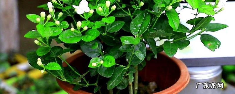 茉莉盆栽的养护方法，能否放在卧室
