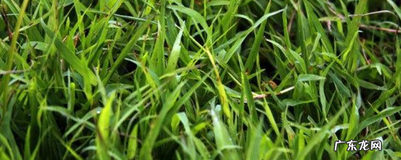 木和草有什么不同,什么是木本植物和草本植物