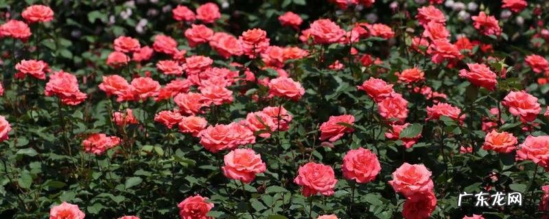 蔷薇花与玫瑰花有什么不同,从枝条、叶子、花朵、花语上区分