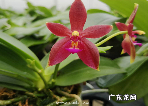 蝴蝶兰怎么养护照样开花长根