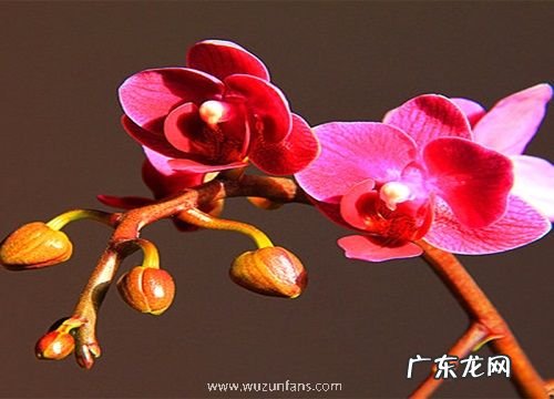 蝴蝶兰怎么养护照样开花长根