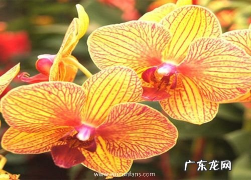 蝴蝶兰怎么养护照样开花长根