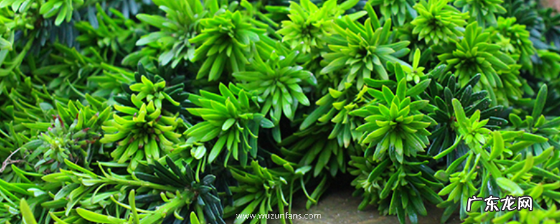 米叶罗汉松小苗的价格大概多少，怎样辨别真伪