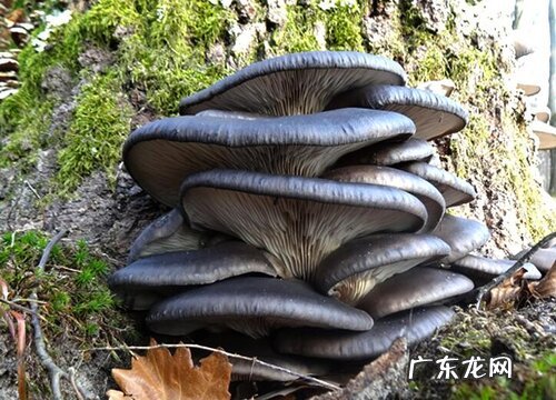 蘑菇种植条件 种植环境要求