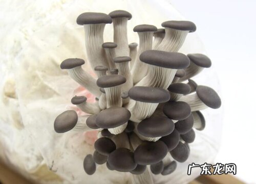 蘑菇种植条件 种植环境要求