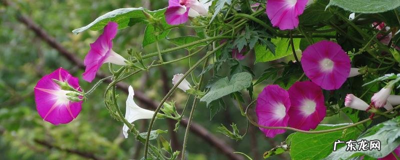 牵牛花和矮牵牛有什么不同,附牵牛花的养护方法