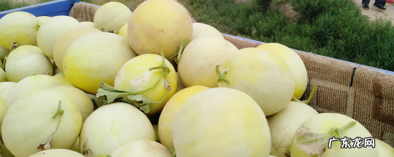 兰州白兰瓜的上市时间,附其种植技术