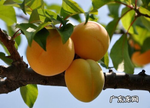 杏梅的生长环境及生长地方条件