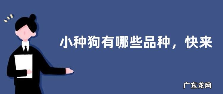 小种狗有哪些品种,快来看看吧